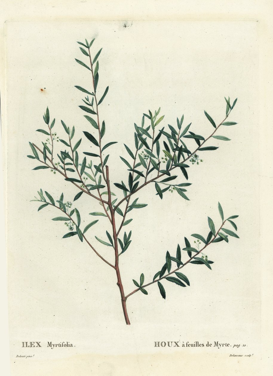 桃金娘冬青或桃金娘 dahoon，冬青。 Delaneaux 手绘点画版画，由巴黎 Henri Louis Duhamel du Moncel 的 Treat des Arbres et Shrustes 的 Pierre-Joseph Redoute 绘制 作者 皮埃尔·约瑟夫·雷杜特