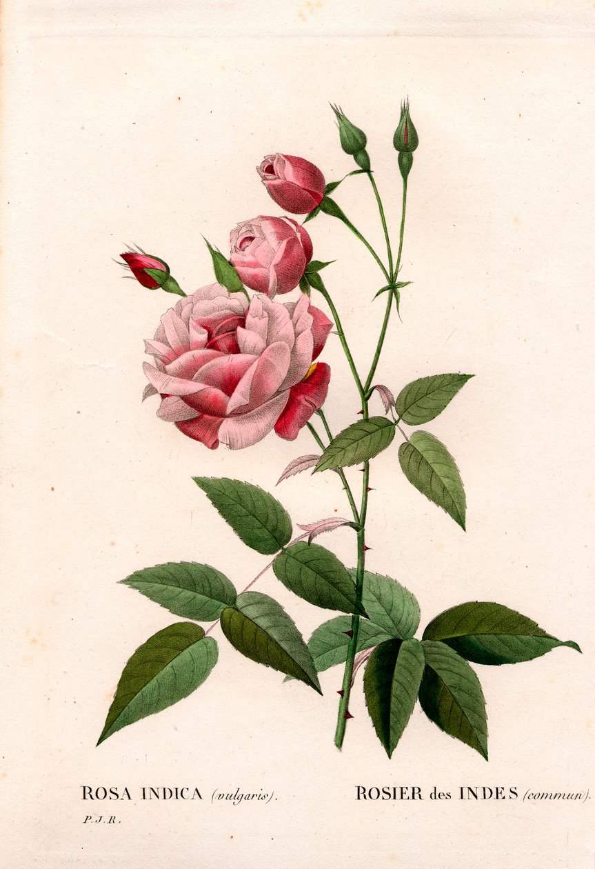老腮红玫瑰、蔷薇、印度玫瑰常见。 来自 Pierre Joseph Redoute 的“Les Roses”，巴黎的手绘点画铜版画 作者 皮埃尔·约瑟夫·雷杜特