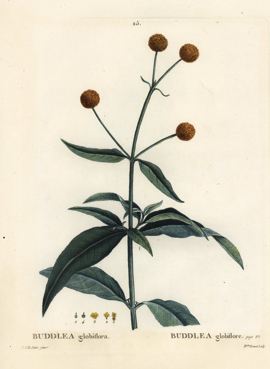 橙球树或橙球荆棘，Buddleja globosa（Buddlea globiflora）。Brenet小姐根据Pierre-Joseph Redoute的插图进行的手绘立体雕刻，该插图来自Henri Louis Duhamel du Moncel的Treat des Arbres et Shrustes，巴黎 作者 皮埃尔·约瑟夫·雷杜特