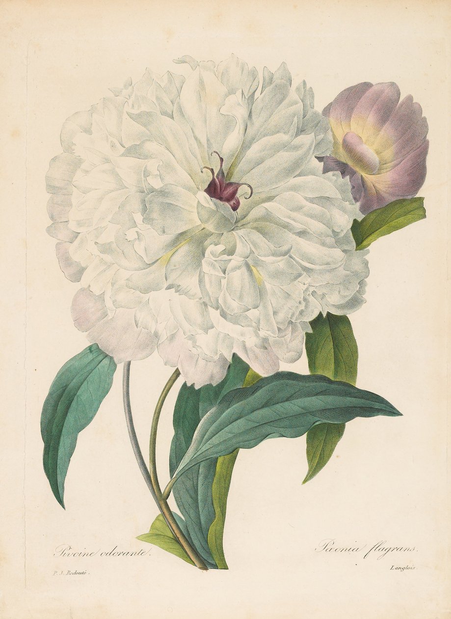 Paeonia flagrans 牡丹，1827年。 作者 皮埃尔·约瑟夫·雷杜特