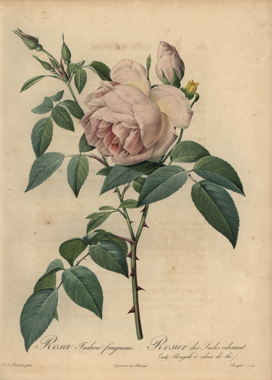淡粉红色的茶香玫瑰，Rosa odorata 作者 皮埃尔·约瑟夫·雷杜特