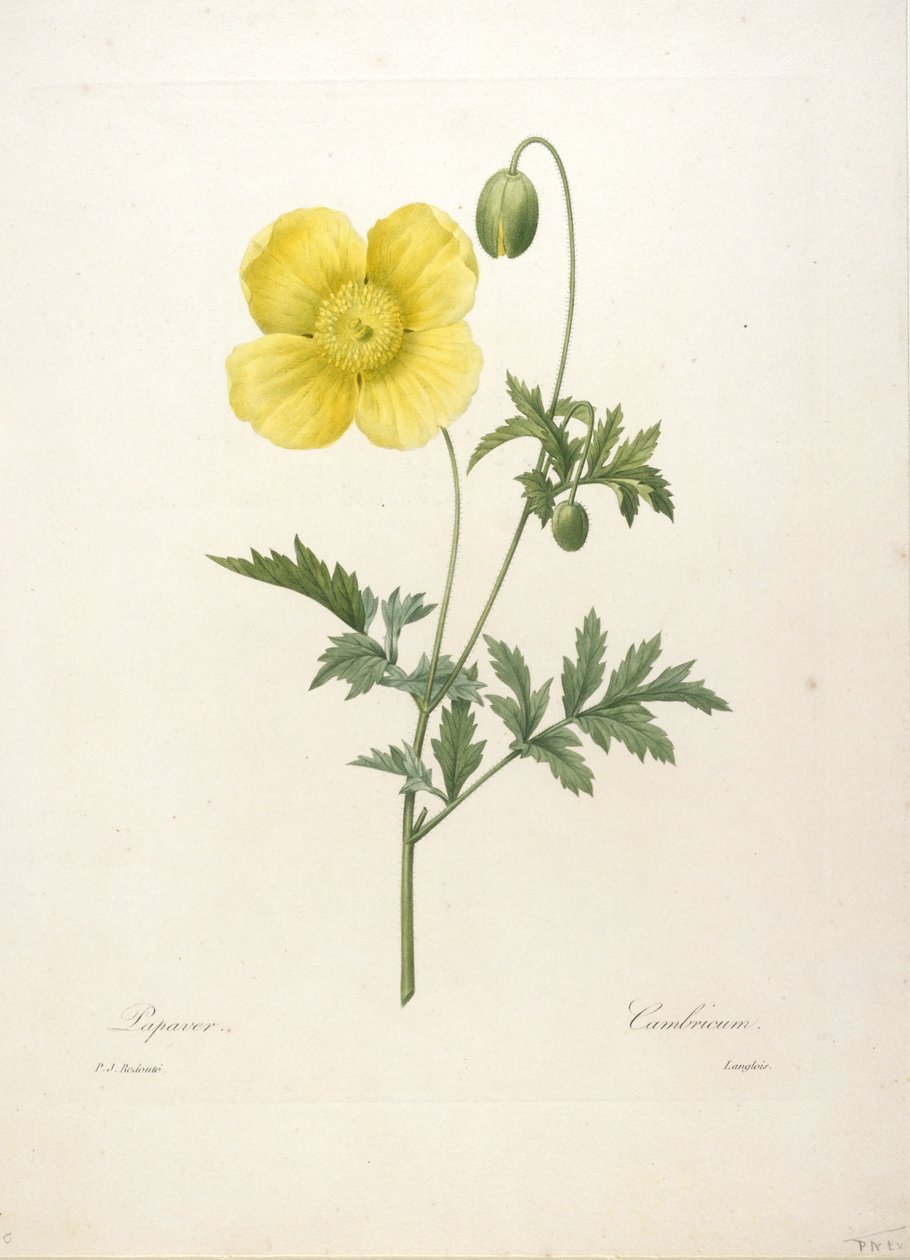 罂粟，从最美丽的花朵和最美丽的水果选择，1827年（手工彩色点画雕刻） 作者 皮埃尔·约瑟夫·雷杜特