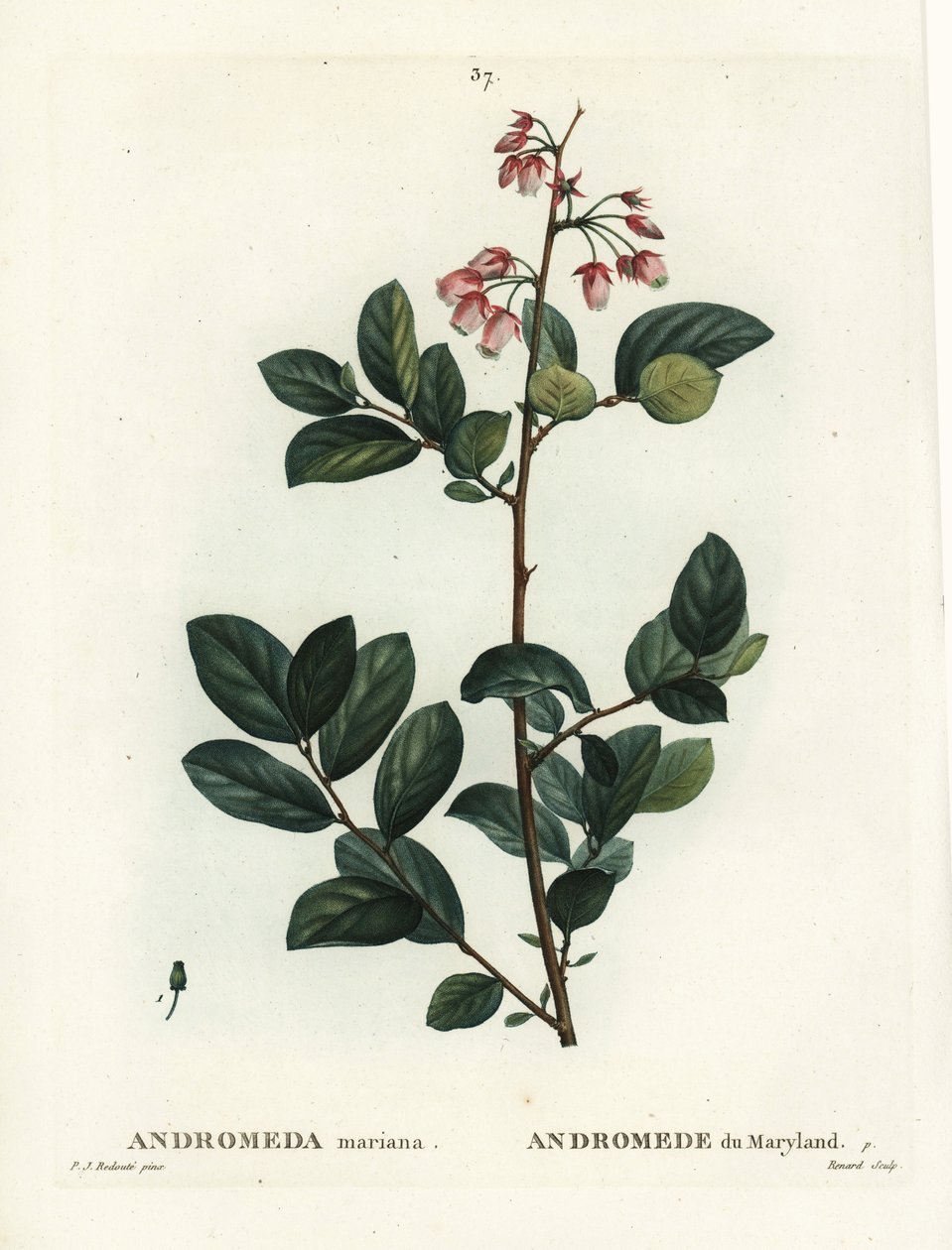 Pieris mariana（Andromeda mariana，马里兰的仙女座）。 Renard 手绘点画雕刻，由巴黎 Henri Louis Duhamel du Moncel 的 Treat des Arbres et Shrustes 的 Pierre-Joseph Redoute 绘制 作者 皮埃尔·约瑟夫·雷杜特