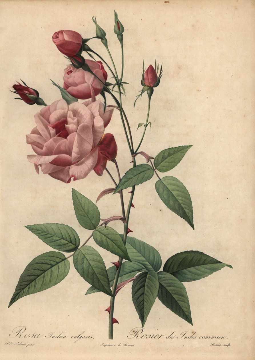 粉红色的中国玫瑰, Rosa chinensis 作者 皮埃尔·约瑟夫·雷杜特