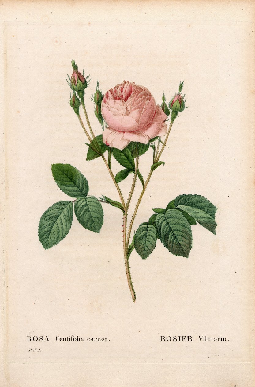 粉红色 Vilmorin，蔷薇蔷薇 Vilmorin。 来自 Pierre Joseph Redoute 的“Les Roses”，巴黎的手绘点画铜版画 作者 皮埃尔·约瑟夫·雷杜特