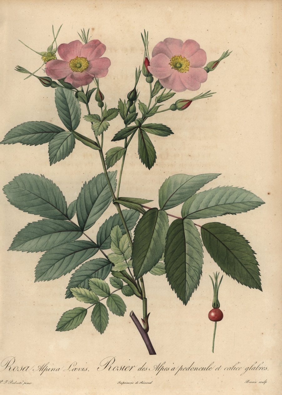 Pink alpine rose, Rosa pendulina 作者 皮埃尔·约瑟夫·雷杜特