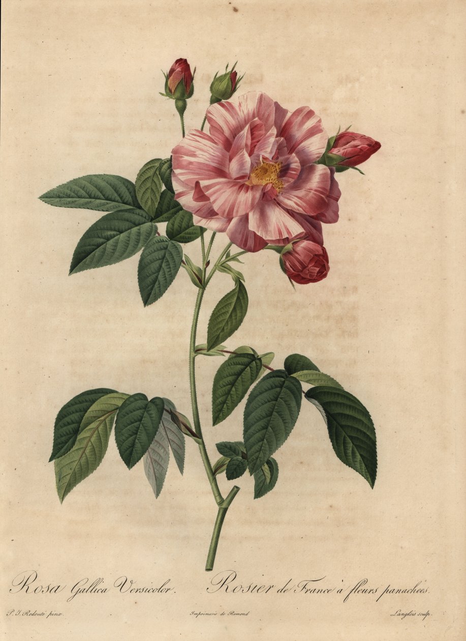 Pink and white Gallic rose or French rose, Rosa gallica 作者 皮埃尔·约瑟夫·雷杜特