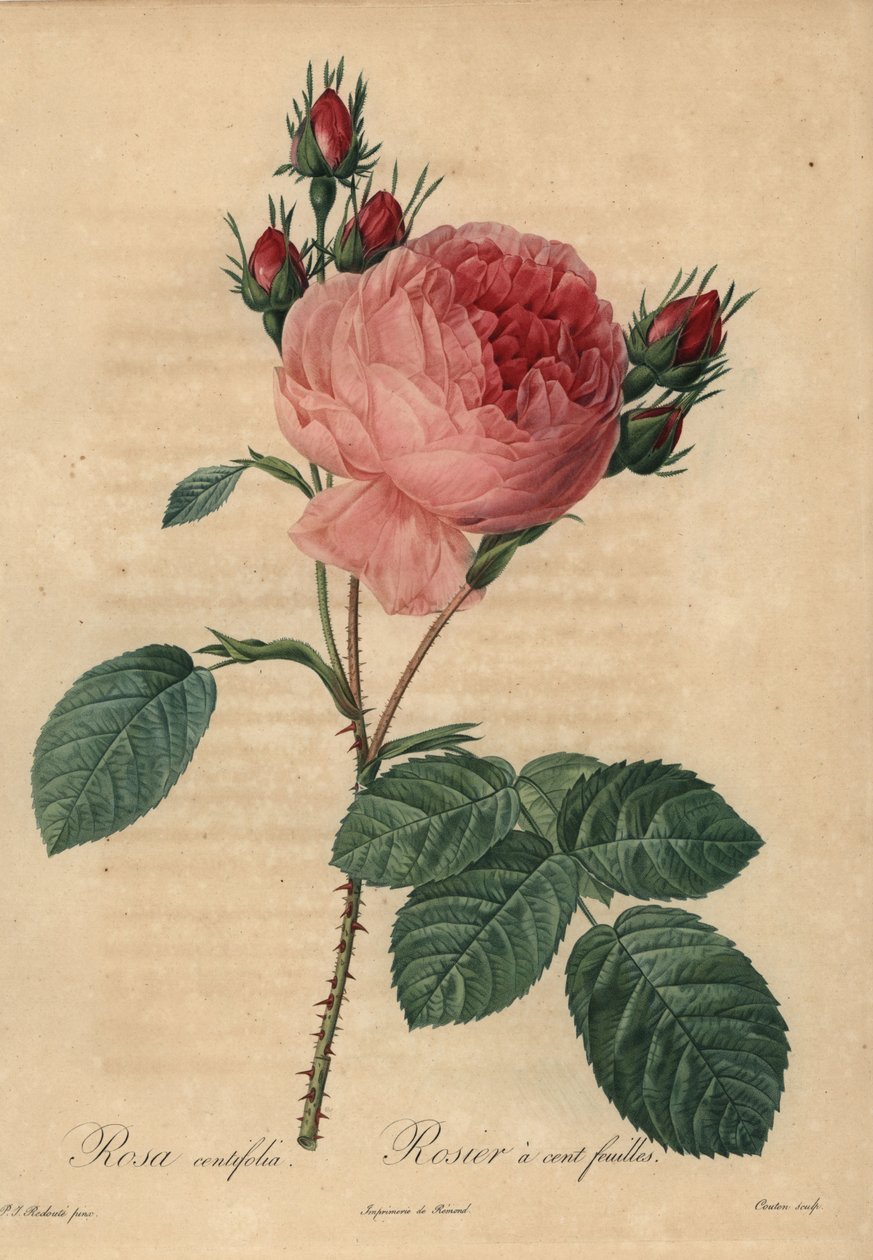 粉红色的白菜玫瑰或普罗旺斯玫瑰，蔷薇花（Rosa centifolia）。 作者 皮埃尔·约瑟夫·雷杜特