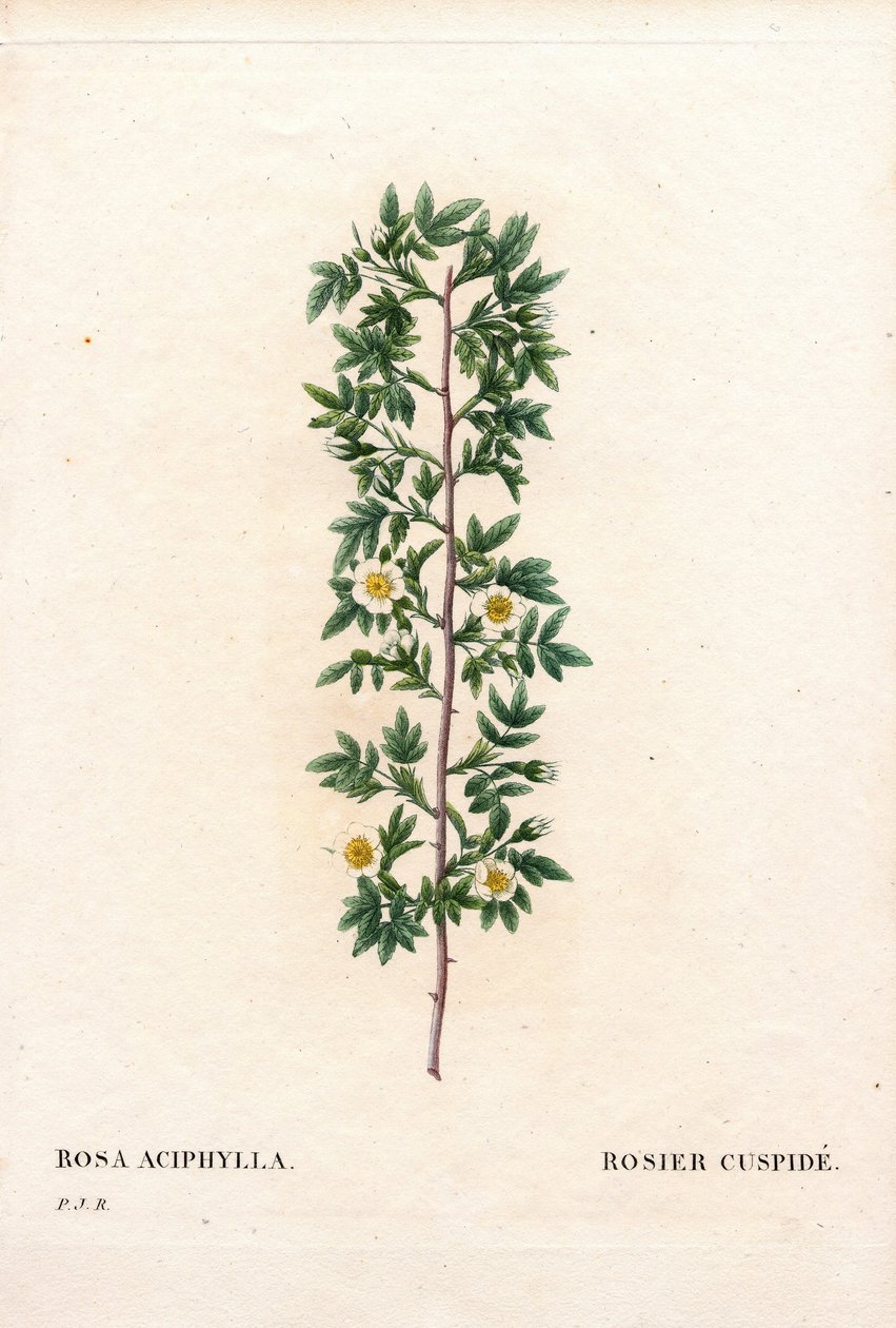 粉红色尖牙，蔷薇品种。 尖牙玫瑰，蔷薇。 来自 Pierre Joseph Redoute 的“Les Roses”，巴黎的手绘点画铜版画 作者 皮埃尔·约瑟夫·雷杜特