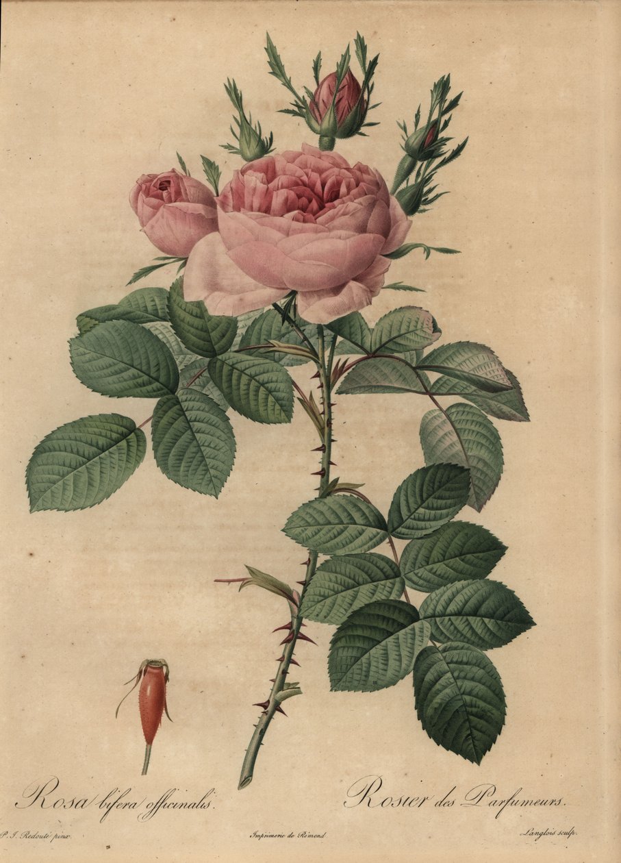 Pink hybrid rose, Rosa bifera 作者 皮埃尔·约瑟夫·雷杜特