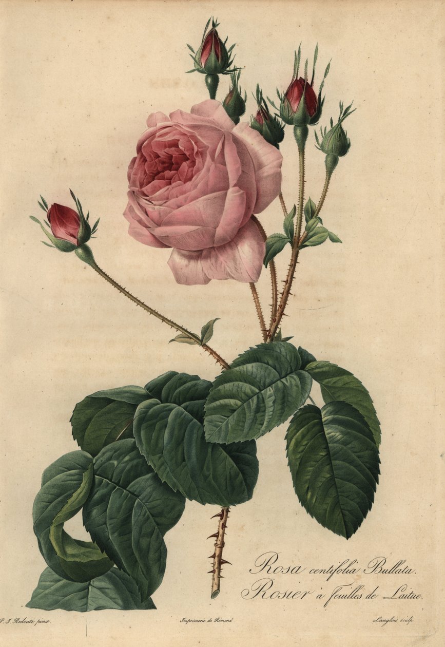 粉红莴苣玫瑰Bullata, Rosa centifolia 作者 皮埃尔·约瑟夫·雷杜特