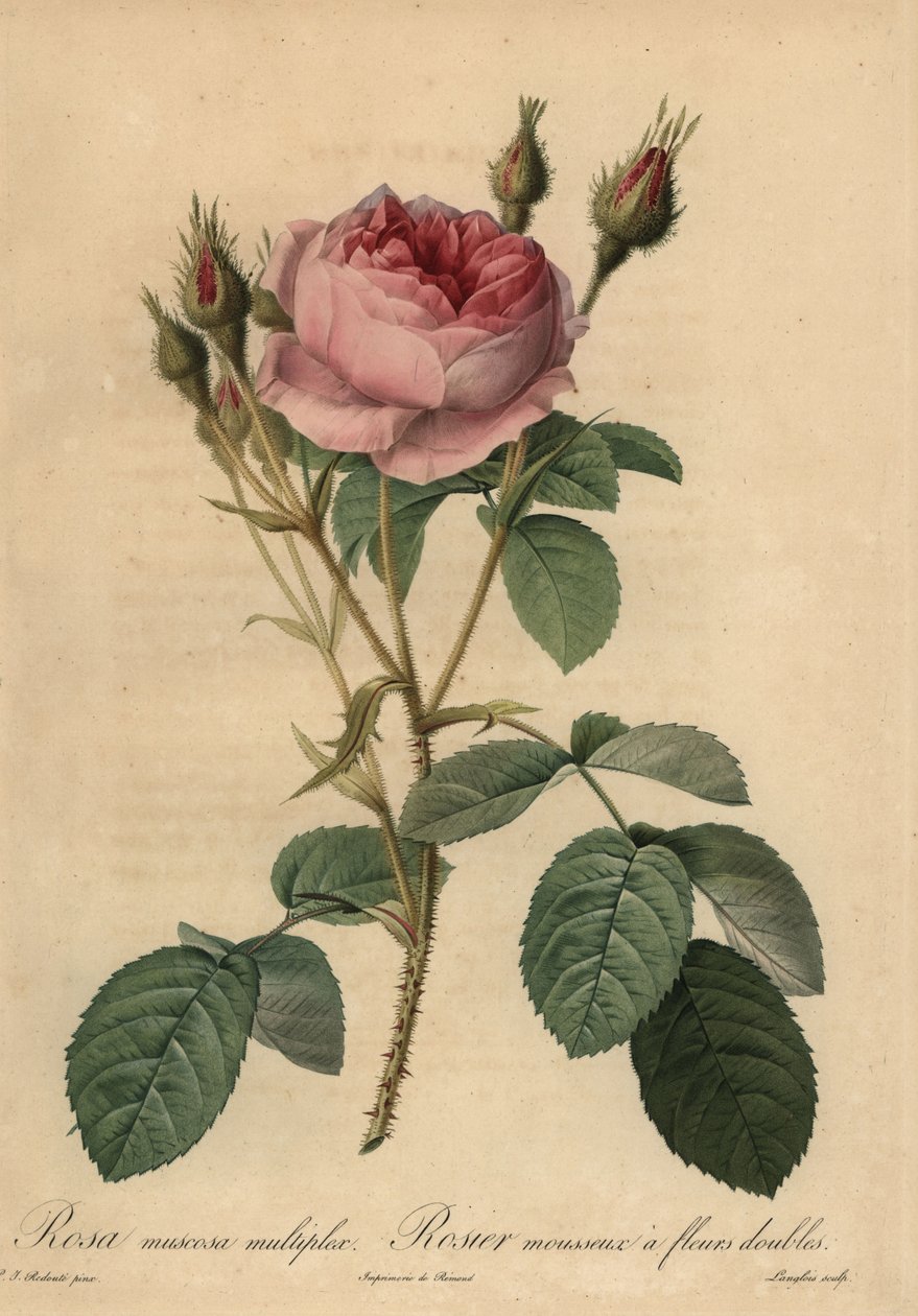 Pink moss rose, Rosa centifolia f. muscosa 作者 皮埃尔·约瑟夫·雷杜特