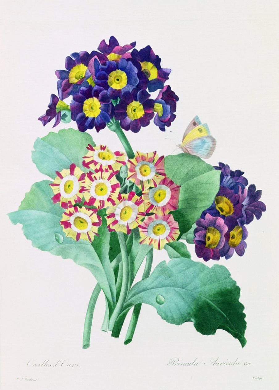 报春花（彩色雕刻） 作者 皮埃尔·约瑟夫·雷杜特