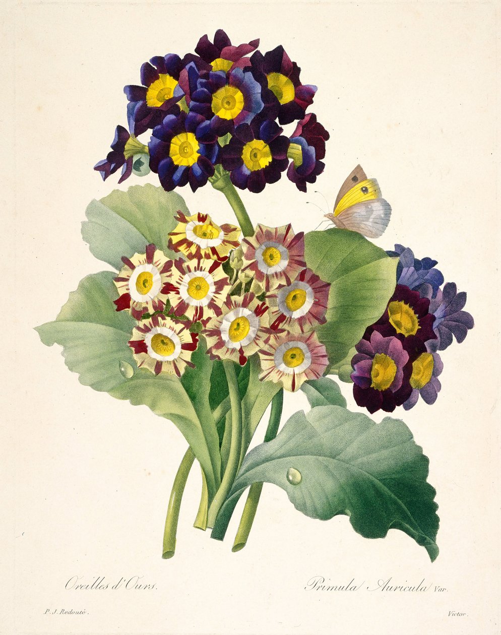 Primula auricula Primroses, 1827. 作者 皮埃尔·约瑟夫·雷杜特
