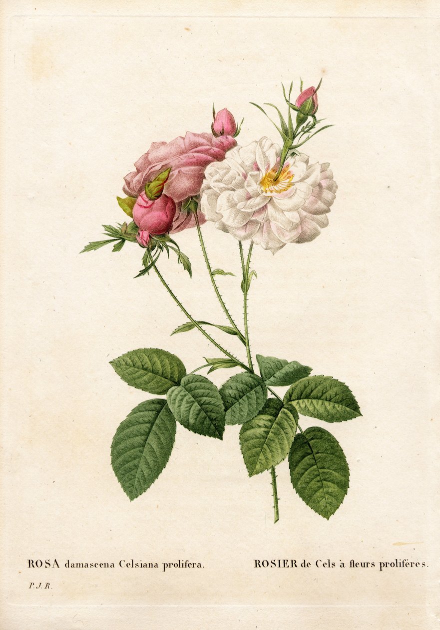繁盛的 Cels 玫瑰，大马士革蔷薇变种。 incarnata-maxima，Cels Rose 有大量的花朵。 来自 Pierre Joseph Redoute 的“Les Roses”，巴黎的手绘点画铜版画 作者 皮埃尔·约瑟夫·雷杜特