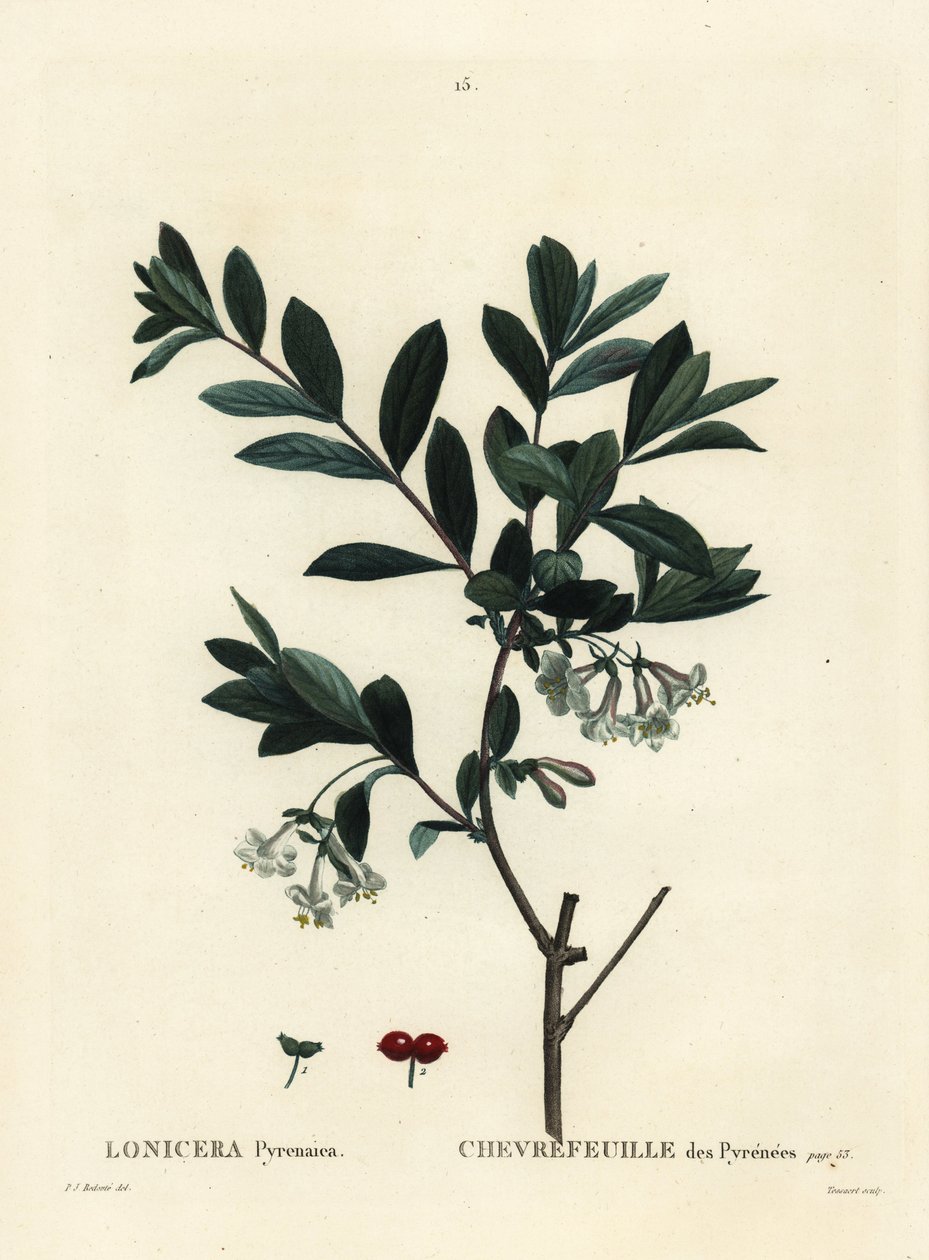 Pyrenees金银花，Lonicera pyrenaica。Tessaert根据Pierre-Joseph Redoute的插图进行的手绘立体雕刻，该插图出自Henri Louis Duhamel du Moncel的《Treat des Trees et Shrustes》，巴黎。 作者 皮埃尔·约瑟夫·雷杜特