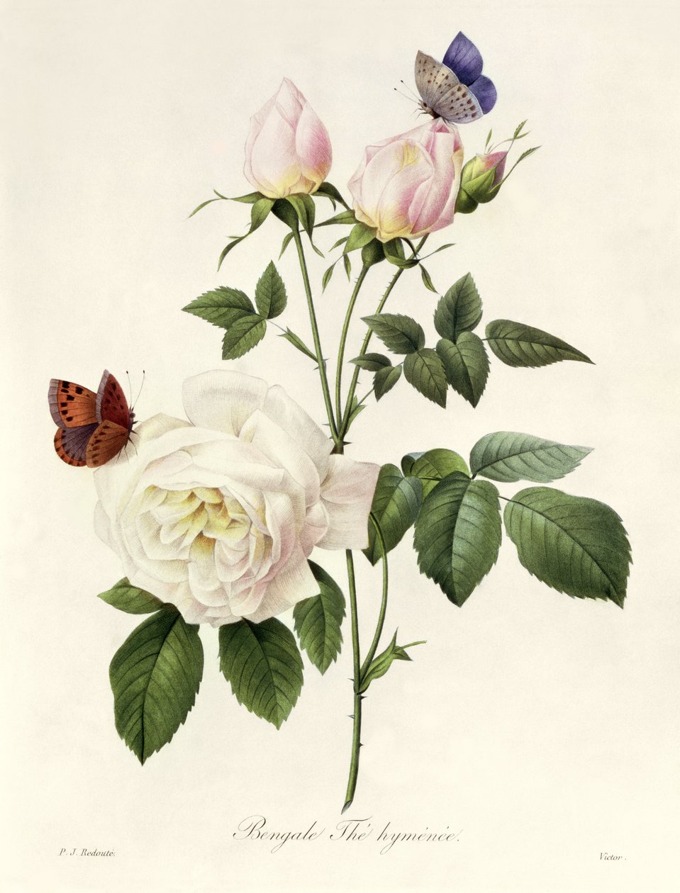 Rosa：Bengale，Hymenes，来自&39;Les Roses&39;，19世纪 作者 皮埃尔·约瑟夫·雷杜特