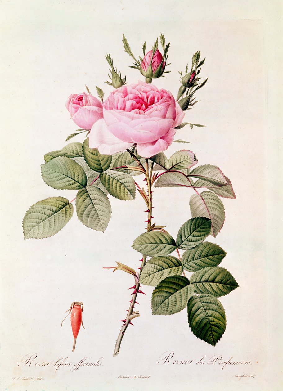 Rosa Bifera Officinalis，来自&39;The Roses&39;的Claude Antoine Thory（1757-1827），由Eustache Hyacinthe Langlois（1777-1837）刻 作者 皮埃尔·约瑟夫·雷杜特