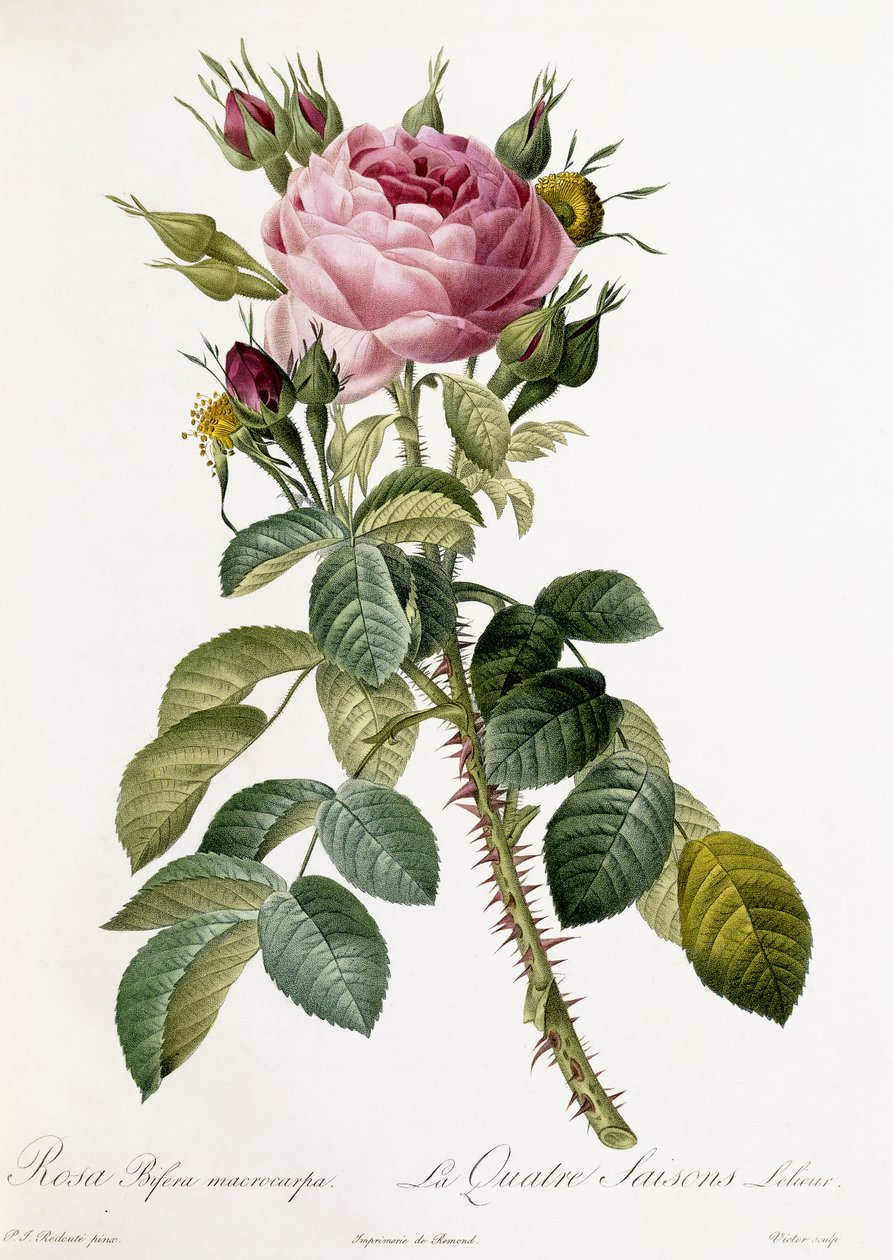 Rosa Bifera macrocarpa，1817-1824年 作者 皮埃尔·约瑟夫·雷杜特