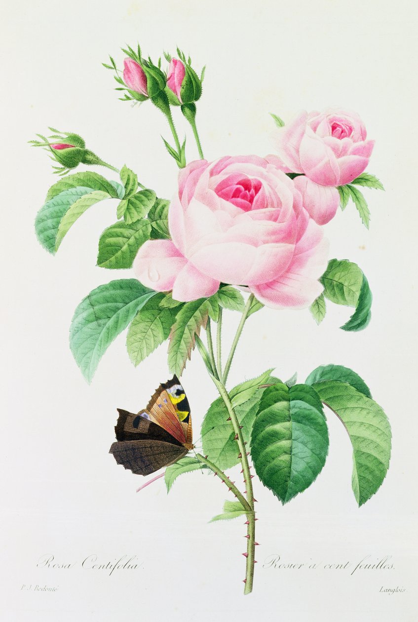 百花蔷薇（彩色雕刻） 作者 皮埃尔·约瑟夫·雷杜特