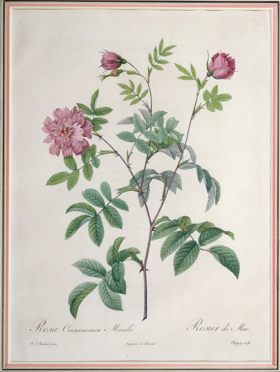 由Chapuy雕刻的Rosa Cinnamomea Maialis，由Remond出版 作者 皮埃尔·约瑟夫·雷杜特