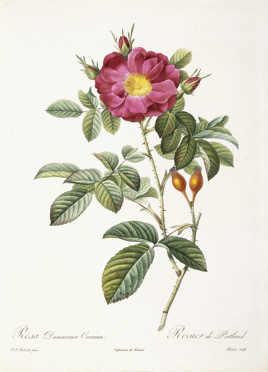 罗莎（Rosa Damascena）Coccina 作者 皮埃尔·约瑟夫·雷杜特