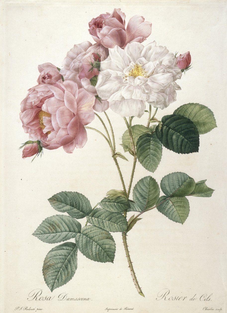 Rosa Damascena，Rosier de Cels，来自Les Roses，1817-24（手工彩色点画雕刻） 作者 皮埃尔·约瑟夫·雷杜特