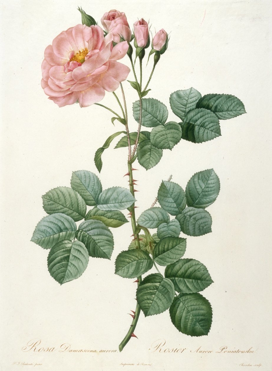 大马士革玫瑰（Rosa Damascena aurora）, Rosier Aurore Poniatowska 来自La Couronne de roses, 1817-1824。 作者 皮埃尔·约瑟夫·雷杜特