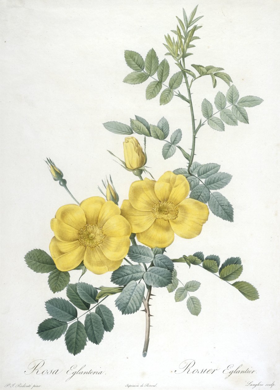 Rosa Eglanteria，Rosier Eglantier，来自Les Roses，1817-24（手工点画雕刻） 作者 皮埃尔·约瑟夫·雷杜特