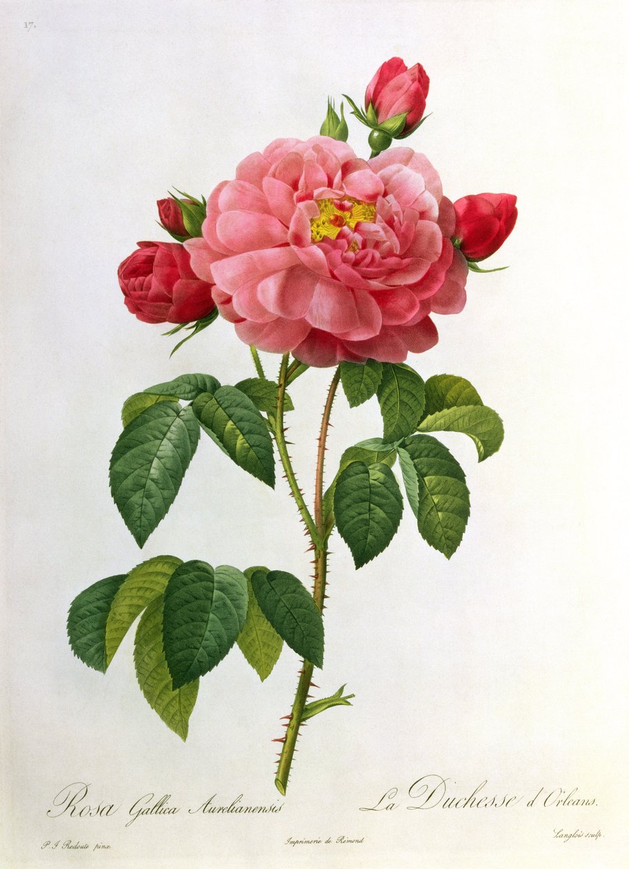 Rosa Gallica Aurelianensis，由Eustache Hyacinthe Langlois（1777-1837）雕刻 作者 皮埃尔·约瑟夫·雷杜特