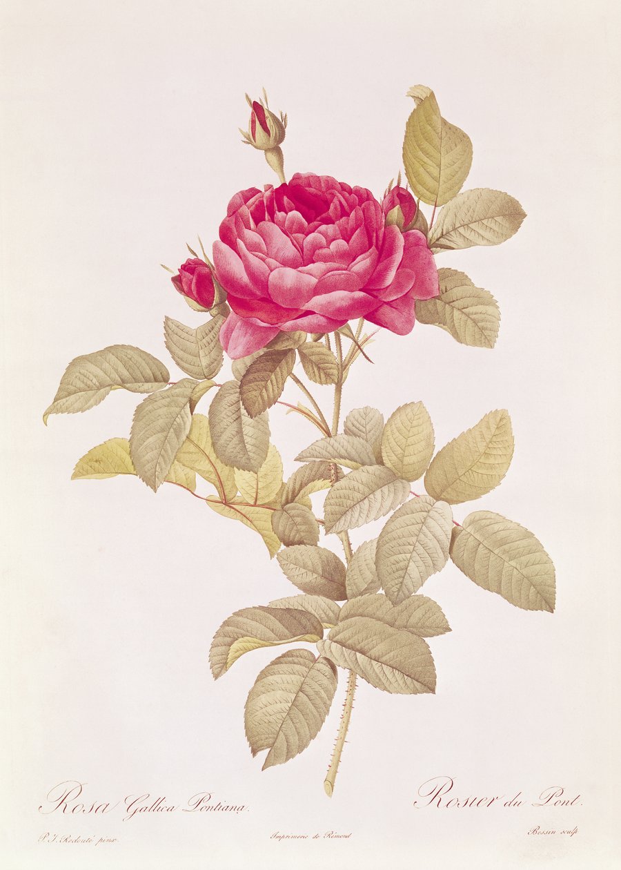Rosa Gallica Pontiana，来自&39;The Roses&39;的Claude Antoine Thory（1757-1827），由Eustache Hyacinthe Langlois（1777-1837）刻 作者 皮埃尔·约瑟夫·雷杜特
