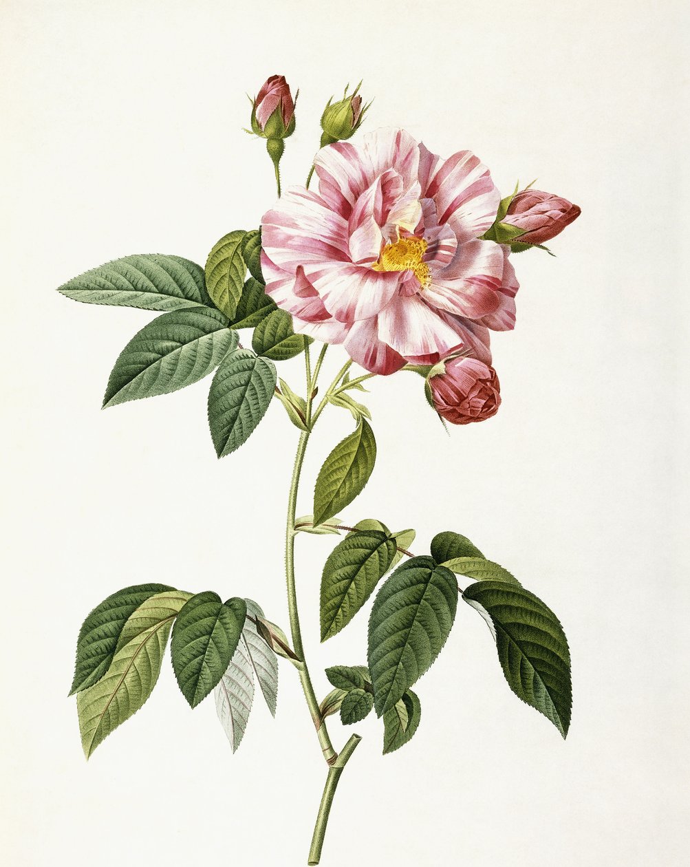 罗莎·加利卡（Rosa Gallica Versicolor） 作者 皮埃尔·约瑟夫·雷杜特
