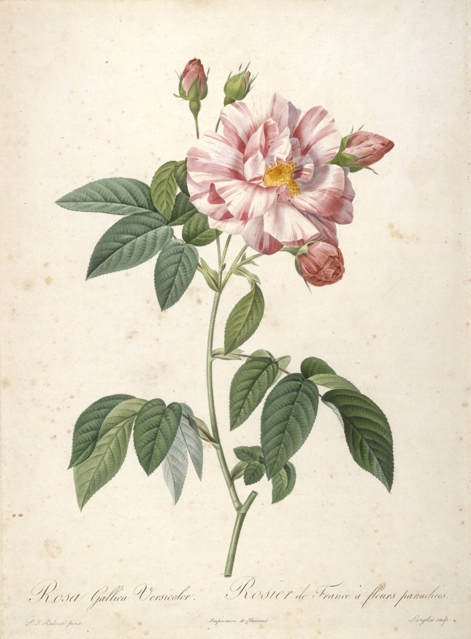 Rosa Gallica Versicolor，法国蔷薇与梅花，来自Les Roses，1817-24（手工彩色点画） 作者 皮埃尔·约瑟夫·雷杜特