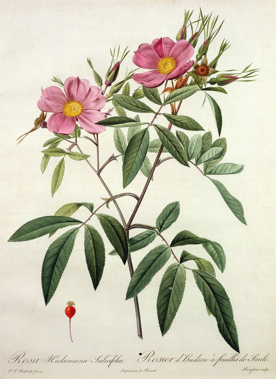 Rosa Hudsoniana Salicifolia，由Langlois雕刻，由Remond出版 作者 皮埃尔·约瑟夫·雷杜特