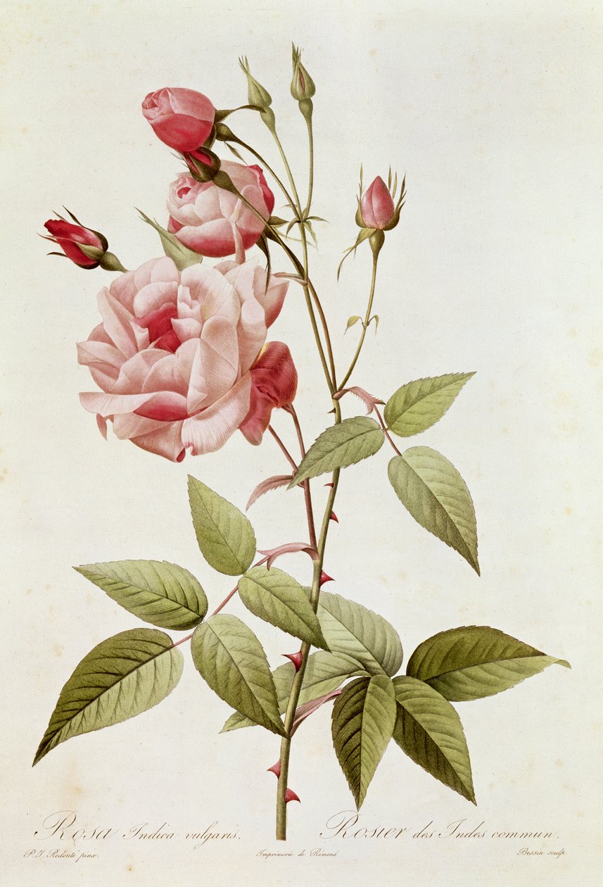 Rosa Indica Vulgaris，来自&39;The Roses&39;的Claude Antoine Thory（1757-1827）由Eustache Hyacinthe Langlois（1777-1837）1817刻 作者 皮埃尔·约瑟夫·雷杜特