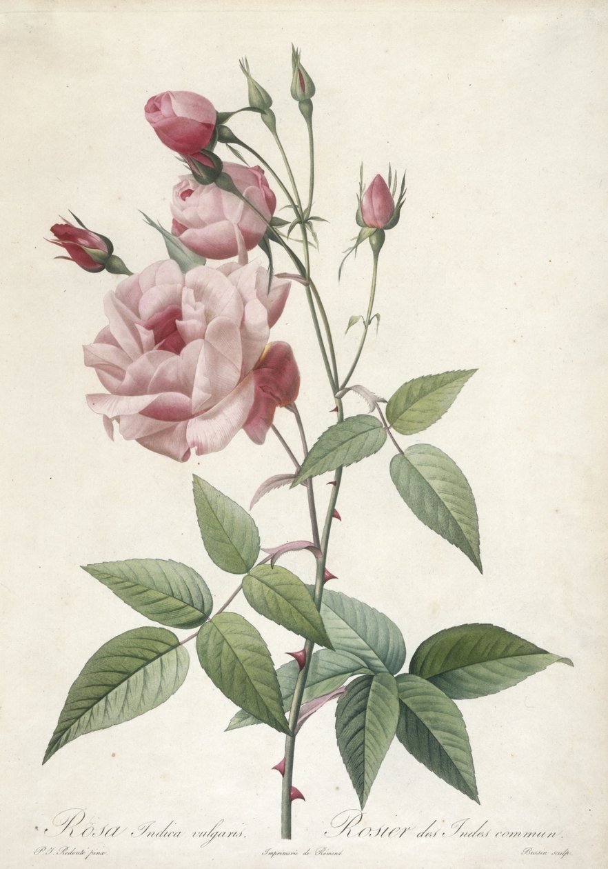 Rosa Indica vulgaris，印度玫瑰，来自玫瑰，1817-24（手工彩色点画雕刻） 作者 皮埃尔·约瑟夫·雷杜特