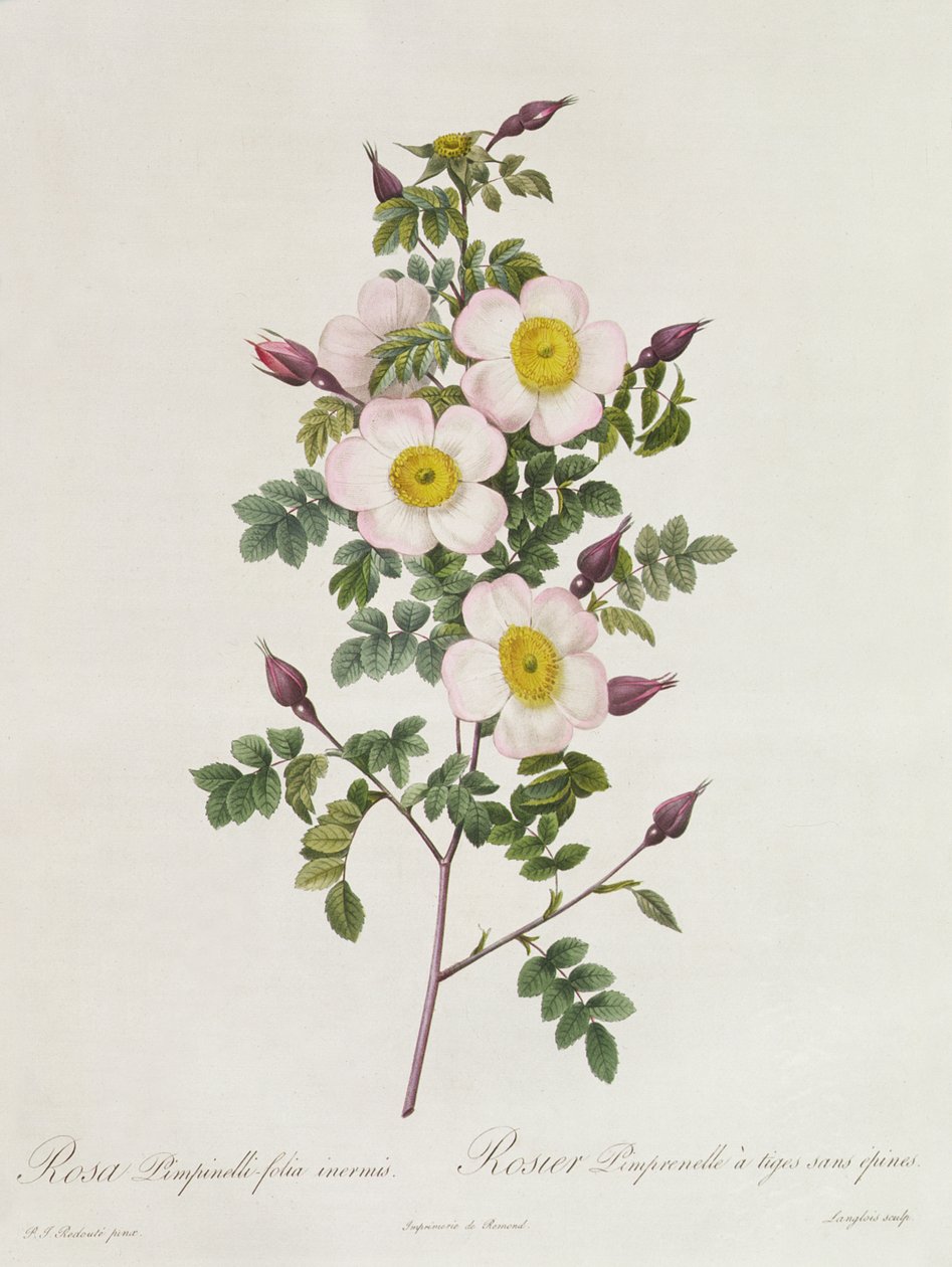 Rosa Pimpinelli-Folia Inermis 作者 皮埃尔·约瑟夫·雷杜特