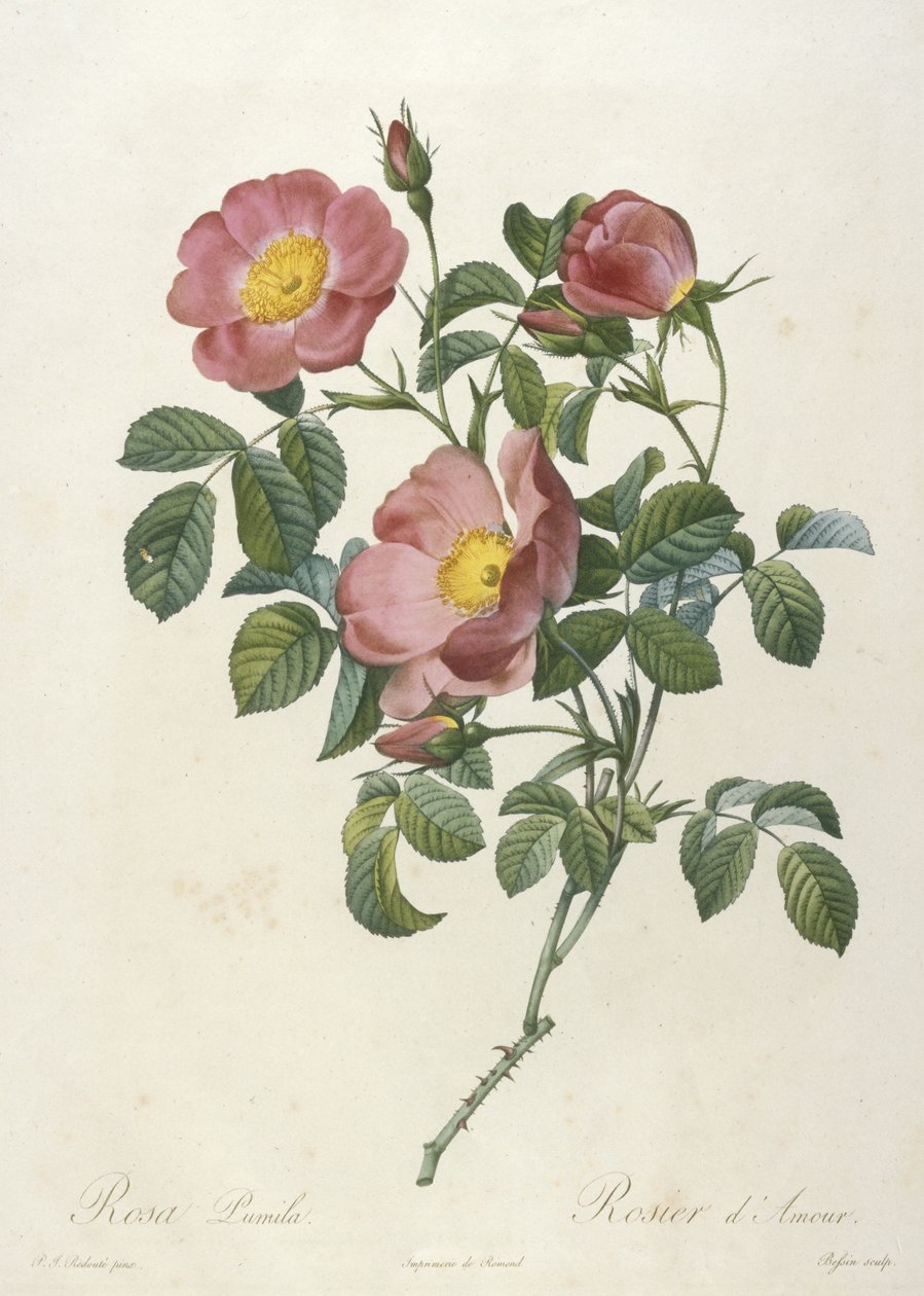 来自玫瑰之冠的罗莎Pumila，玫瑰之恋，1817-24（手工彩色点画） 作者 皮埃尔·约瑟夫·雷杜特