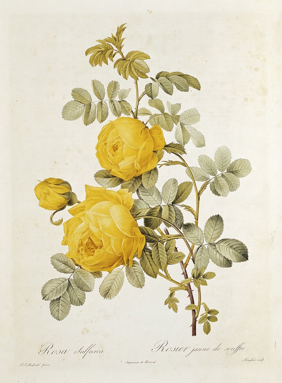 来自&39;Les Roses&39;的Rosa Sulfurea（黄玫瑰）作者：Claude Antoine Thory（1757-1827），由Eustache Hyacinthe Langlois（1777-1837）1817年刻 作者 皮埃尔·约瑟夫·雷杜特
