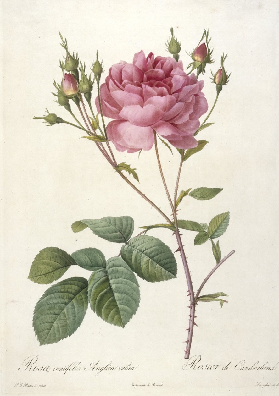 Rosa centifolia Anglica rubra，Rosier de Cumberland，来自Les Roses，1817-24（手工彩色点画雕刻） 作者 皮埃尔·约瑟夫·雷杜特