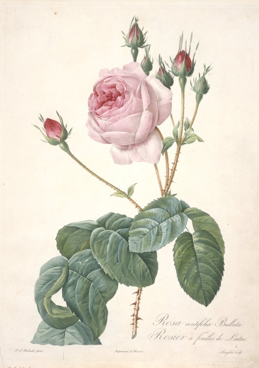 Rosa centifolia Bullata，生菜叶玫瑰，来自Les Roses，1817-24（手工彩色点画雕刻） 作者 皮埃尔·约瑟夫·雷杜特