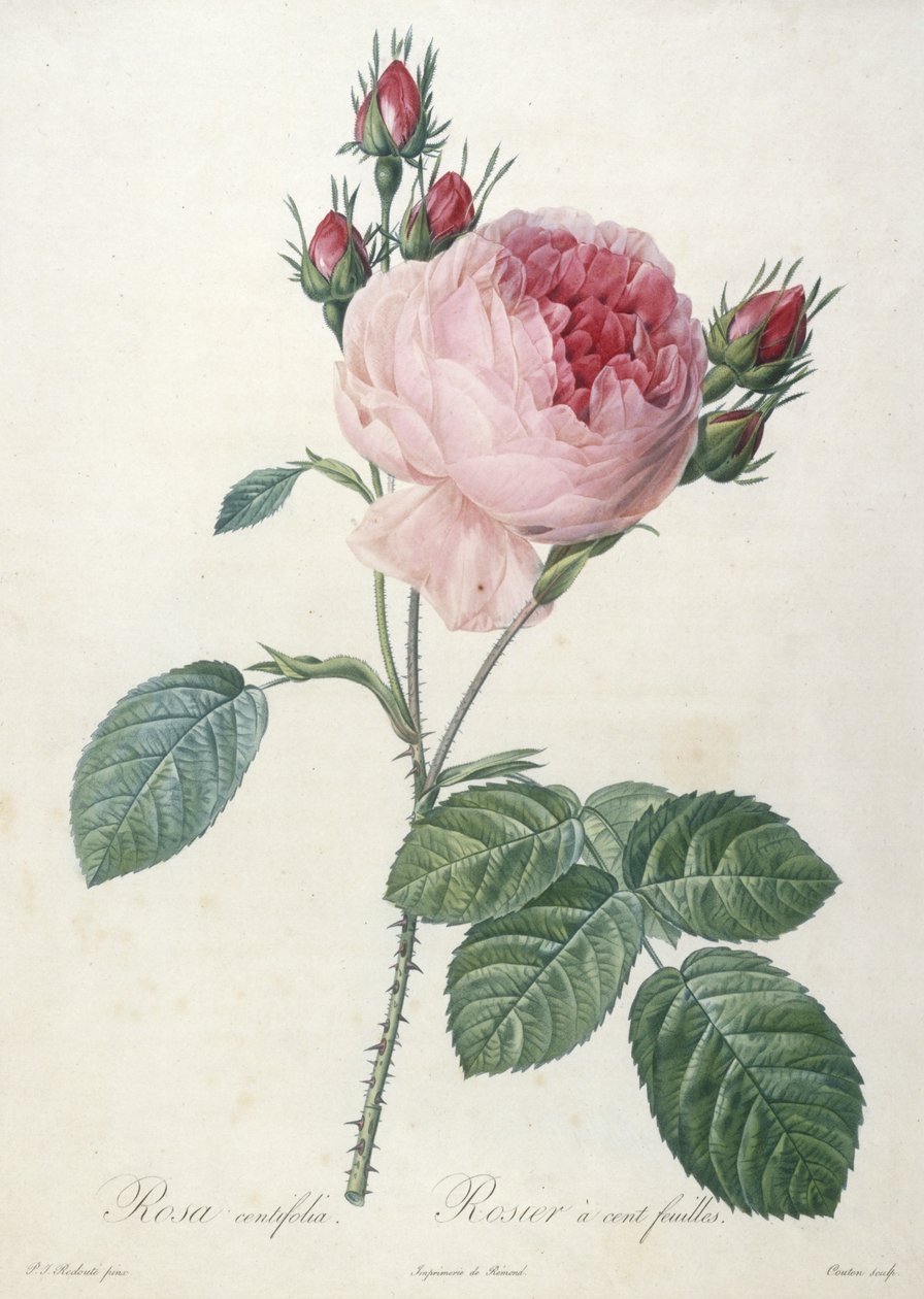 罗莎离心玫瑰，玫瑰叶玫瑰，来自Les Roses，1817-24（手工彩色点画雕刻） 作者 皮埃尔·约瑟夫·雷杜特