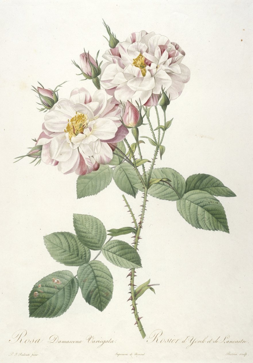 Rosa damascene variegata，约克玫瑰和兰卡斯特，来自玫瑰之冠，1817-24（手工彩色点画雕刻） 作者 皮埃尔·约瑟夫·雷杜特