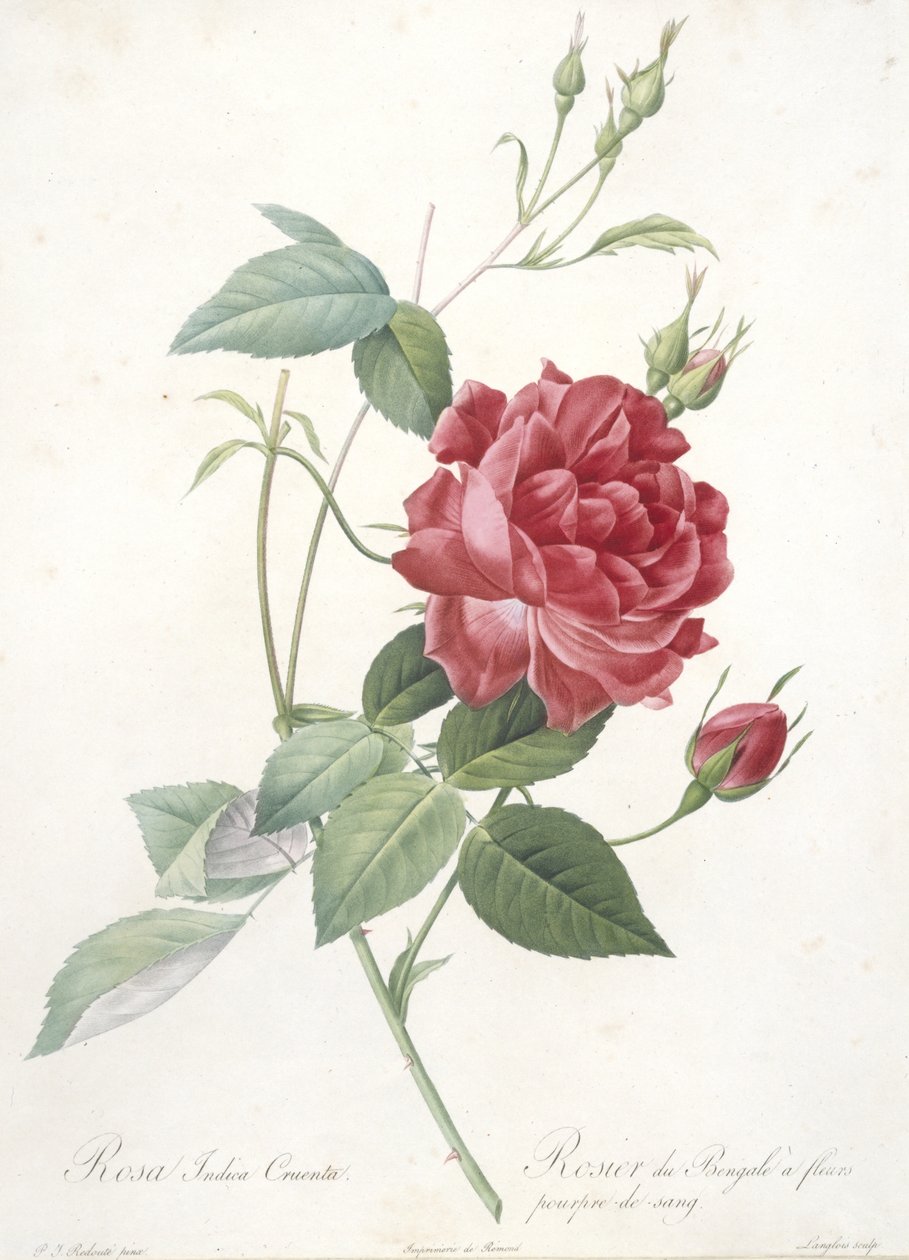 罗莎籼芋，孟加拉玫瑰花，来自玫瑰，1817-24（手工彩色点画雕刻） 作者 皮埃尔·约瑟夫·雷杜特
