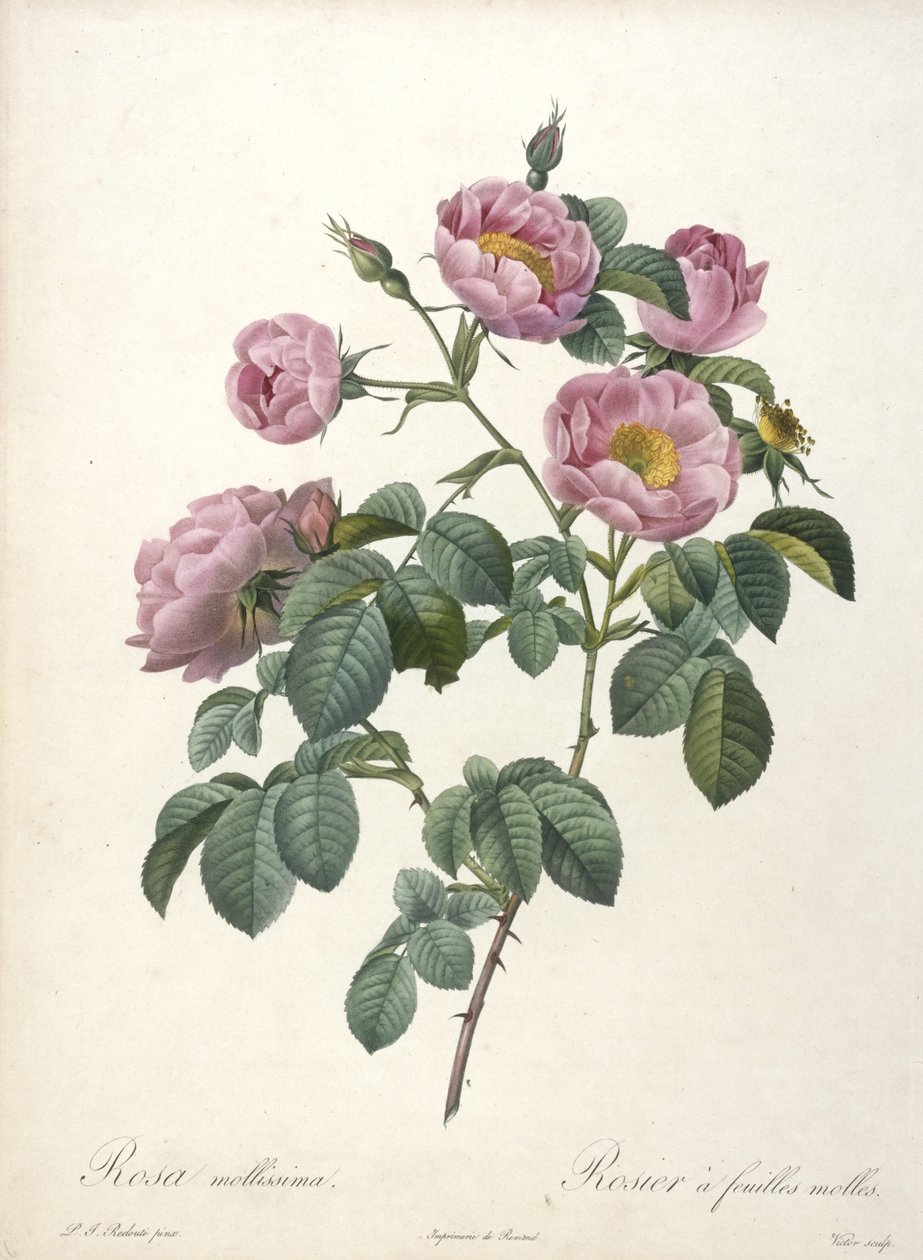 柔软玫瑰的玫瑰（Rosa mollissima），来自Les Roses，1817-24（手工彩色点画雕刻） 作者 皮埃尔·约瑟夫·雷杜特