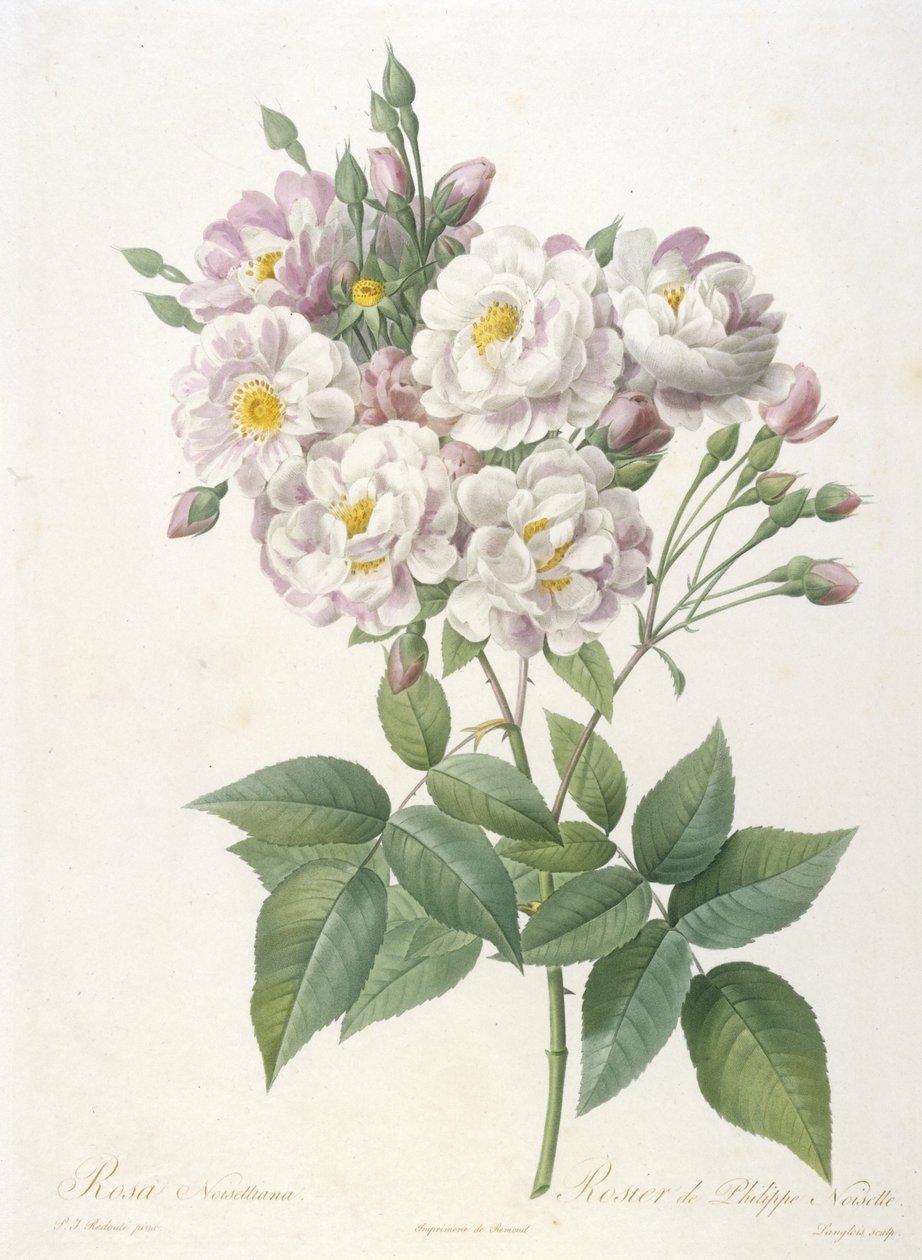 罗莎noisettiana，玫瑰的Philippe de Noisette，来自玫瑰之冠，1817-24（手工彩色点画雕刻） 作者 皮埃尔·约瑟夫·雷杜特