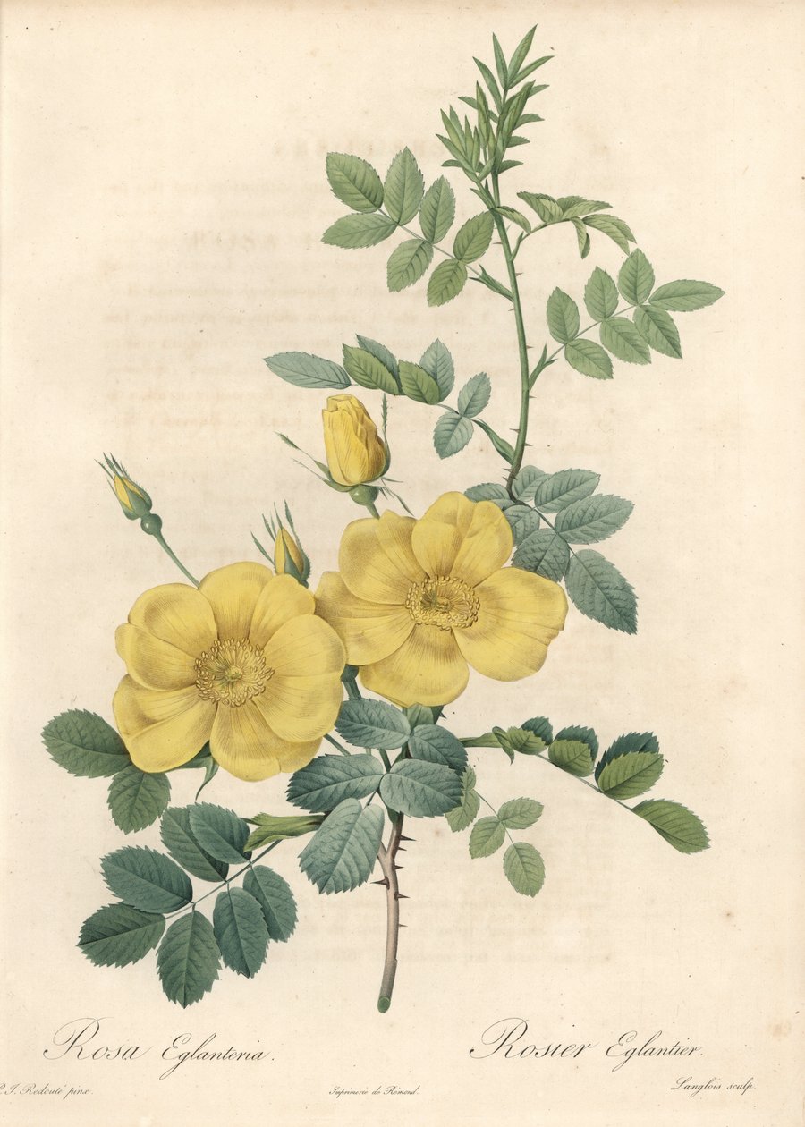 Rosa rubigineux with Yellow Rose (Rosa rubigineux) - Eau forte de Langlois，基于 Pierre Joseph Redoute (1759-1840) 的插图，来自 Les Roses 作者 皮埃尔·约瑟夫·雷杜特