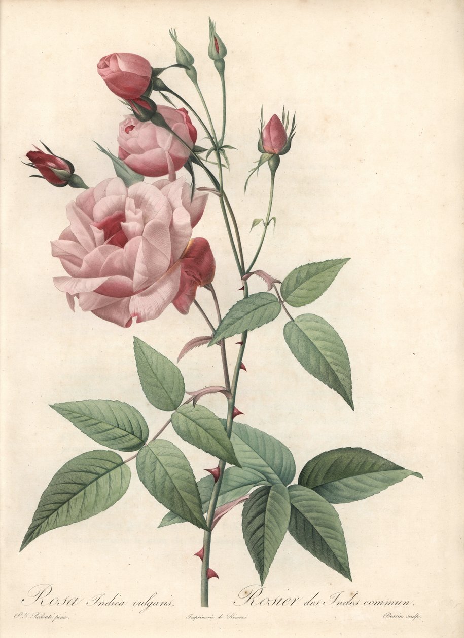 Rose Bengal Rose - Eau forte de Bessin，基于 Pierre Joseph Redoute (1759-1840) 的插图，来自 Les Roses 作者 皮埃尔·约瑟夫·雷杜特