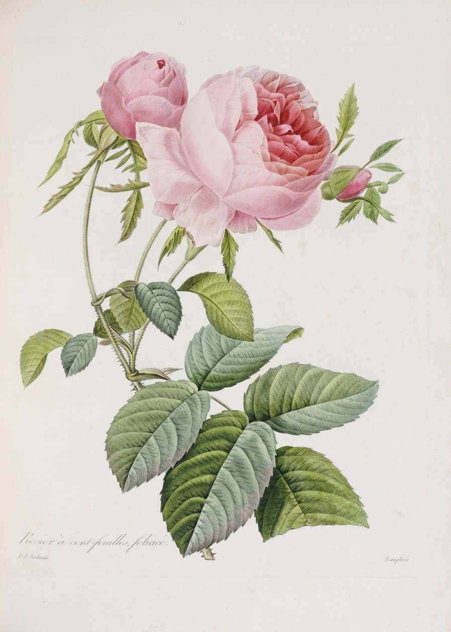 玫瑰，由Eustache Hyacinthe Langlois刻制 作者 皮埃尔·约瑟夫·雷杜特