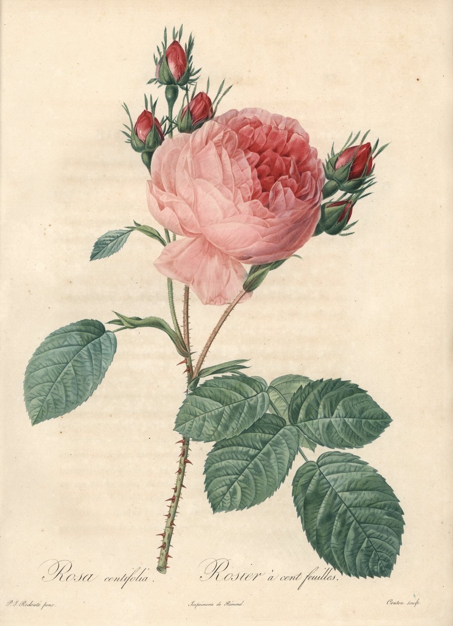 玫瑰百叶（百叶） - Charlin 的 Eau forte，基于 Pierre Joseph Redoute (1759-1840) 的插图，来自 Les Roses 作者 皮埃尔·约瑟夫·雷杜特